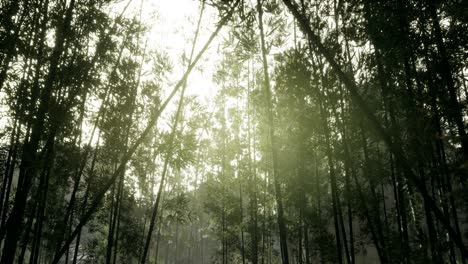 Paisaje-De-árboles-De-Bambú-En-La-Selva-Tropical,-Malasia